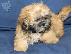 PoulaTo: "Jetson" AKC Αρσενικό Shih Tzu